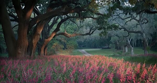 Featured image for the Spring Island Real Estate A Private Lowcountry Paradise Blog Article